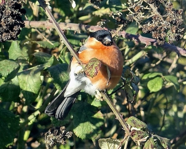 bullfinch